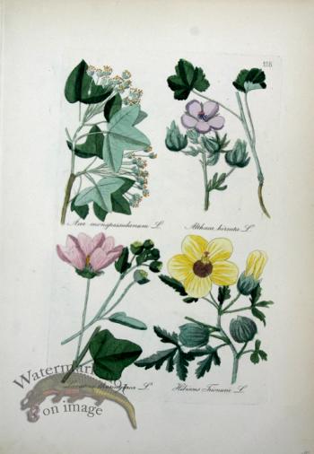 Deutschlands Flora 05